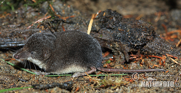 Musaraigne de Miller, Crossope de Miller