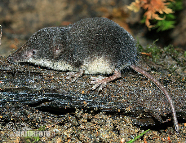 Musaraigne de Miller, Crossope de Miller