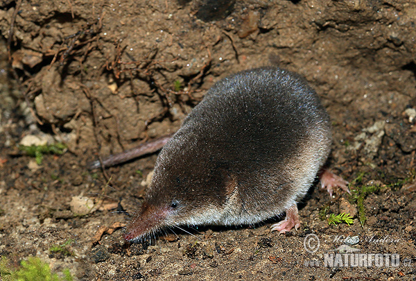 Musaraña bicolor