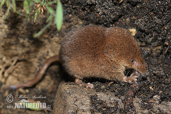 Musaraña bicolor