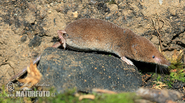 Musaraña bicolor