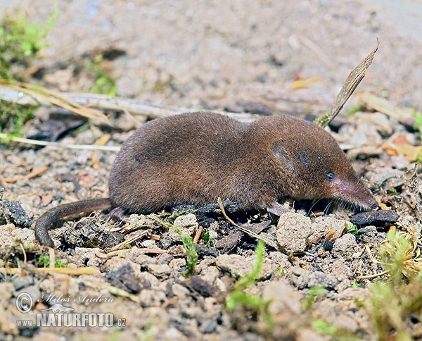 Musaraña bicolor