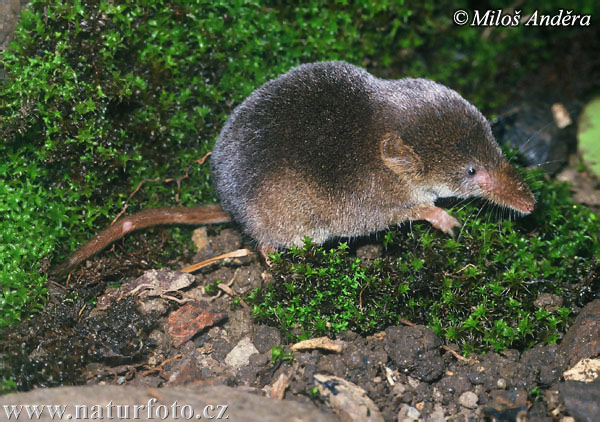 Musaranya cuaquadrada