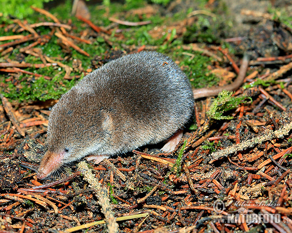 Musaranya cuaquadrada