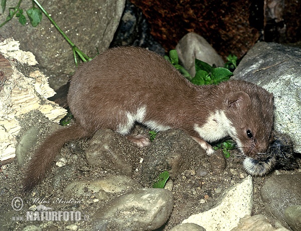 Mustela nivalis