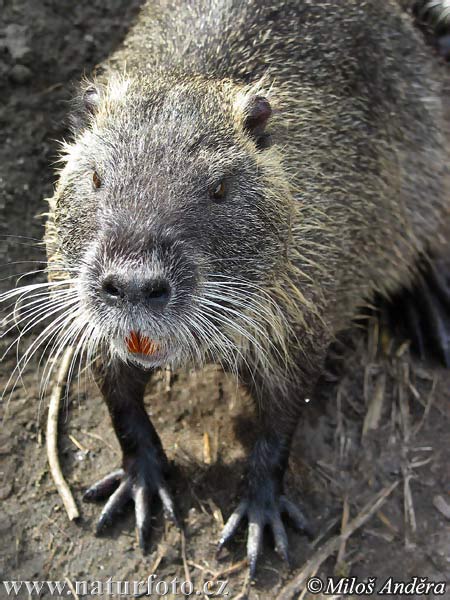 Myocastor coypus