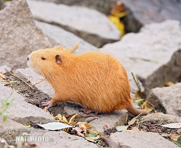 Myocastor coypus