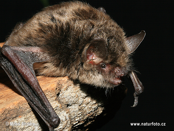 Myotis alcathoe