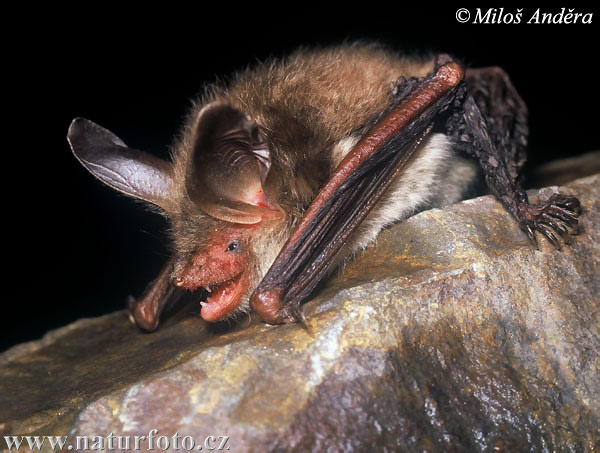 Myotis bechsteinii