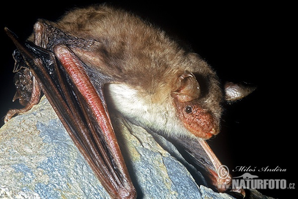 Myotis blythii