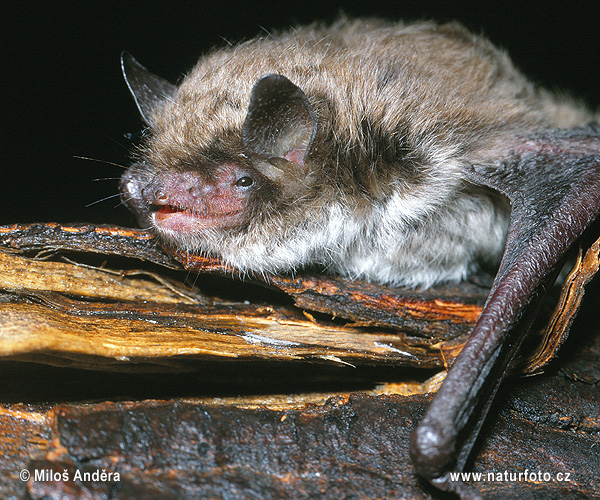 Myotis brandti