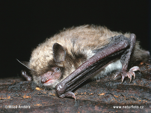 Myotis brandti