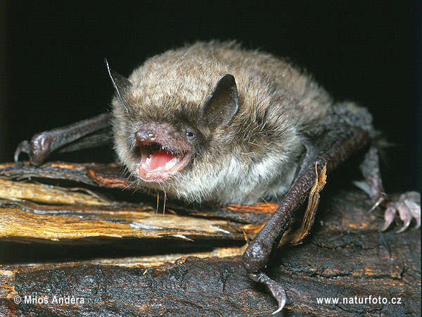 Myotis brandtii