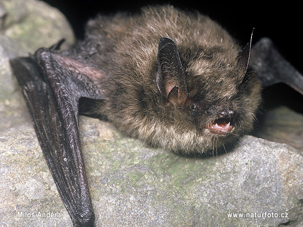 Myotis brandtii