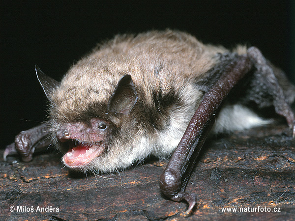 Myotis brandtii