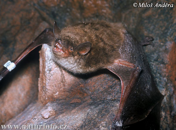 Myotis dasycneme