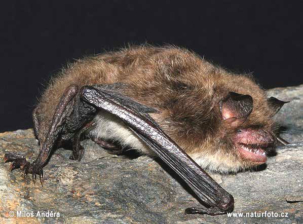 Myotis daubentonii