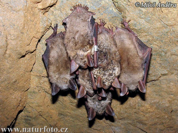 Myotis myotis