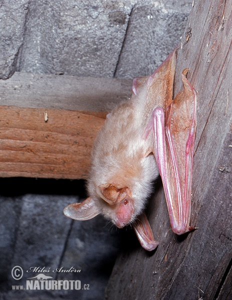 Myotis myotis