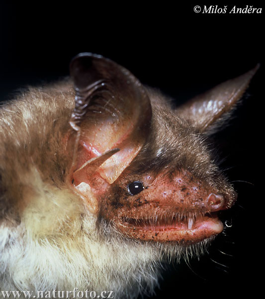 Myotis myotis