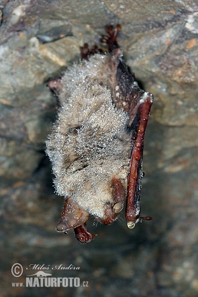 Myotis myotis