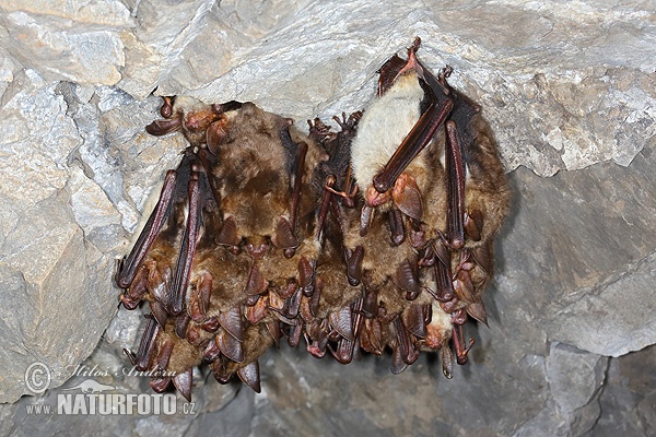 Myotis myotis