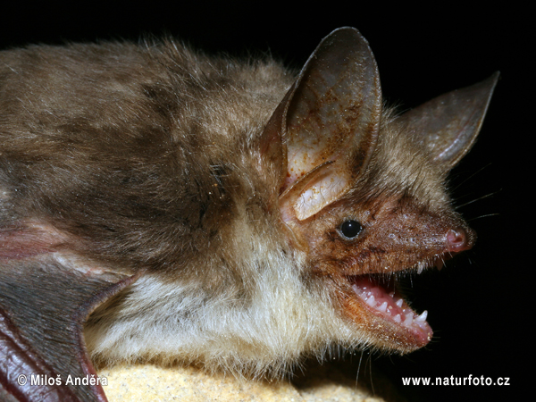 Myotis myotis