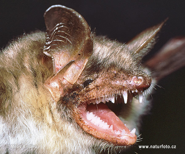 Myotis myotis