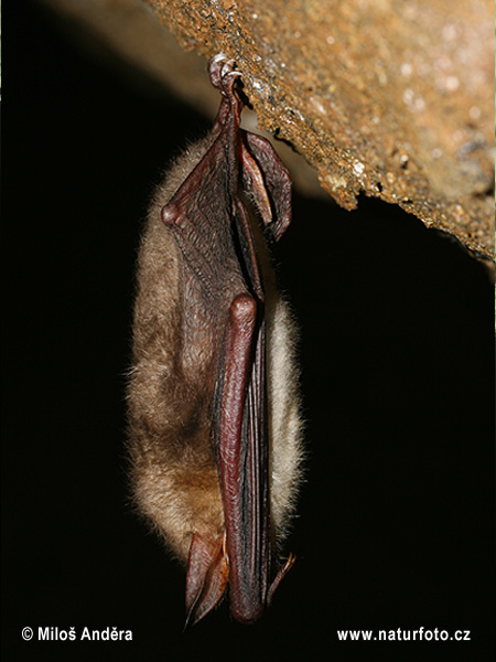 Myotis myotis