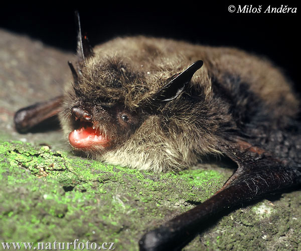 Myotis mystacinus