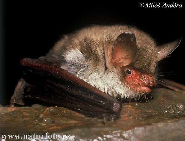 Myotis nattereri