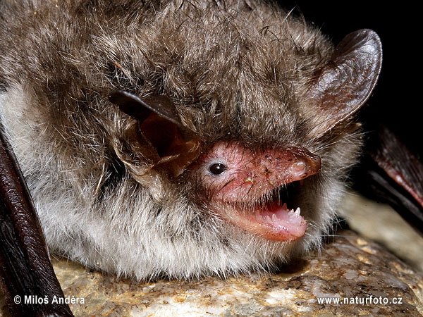 Myotis nattereri