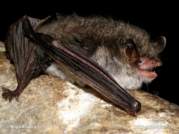 Myotis nattereri