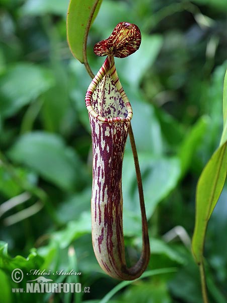 Narrow-Leaved Pitcher-Plant (Nepenthes stenophylla)