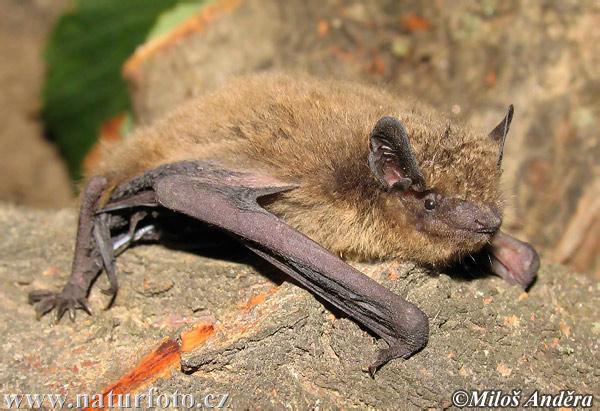 Nathusijev netopir