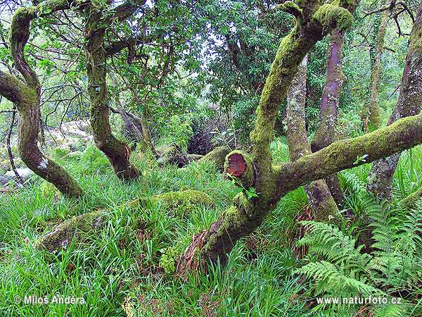 National Park Dartmoor (UK)