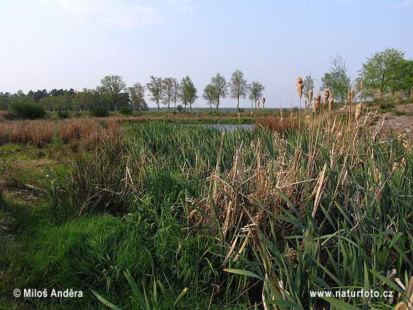 National Park Drents-Friese Wold (NL)