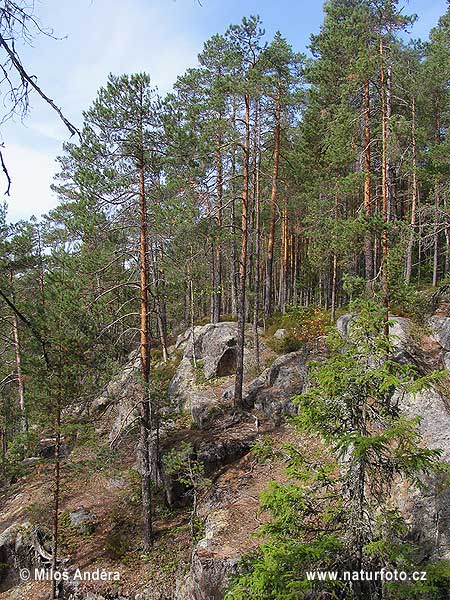 National Park Helvetinjärvi (F)