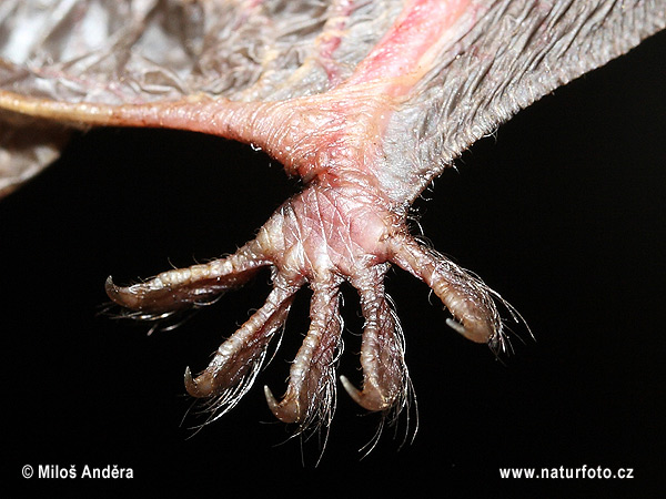 Natter's Bat - foot (Myotis nattereri)