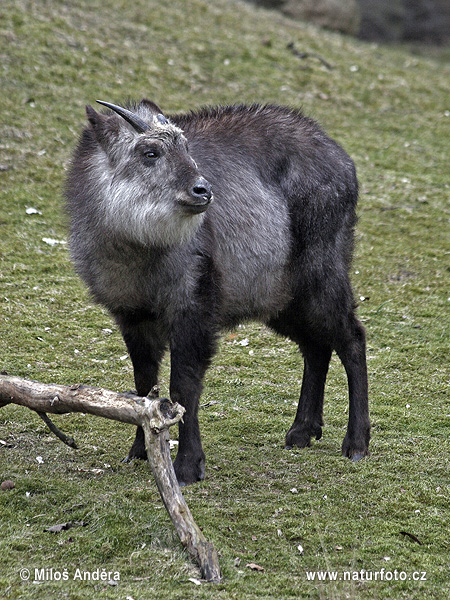 Nemorhaedus crispus