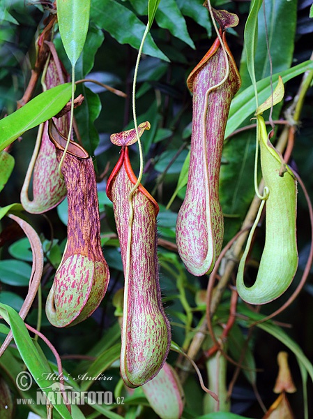 Nepenthes alata