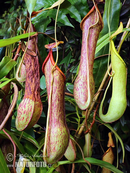 Nepenthes petiolata (Nepenthes petiolata)