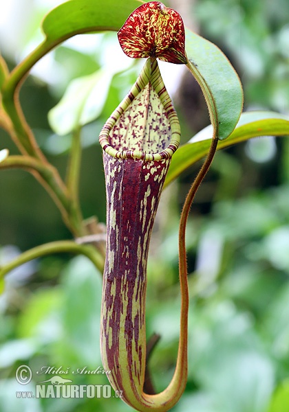 Nepenthes stenophylla