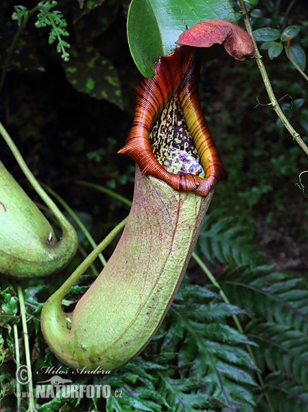 Nepenthes truncata