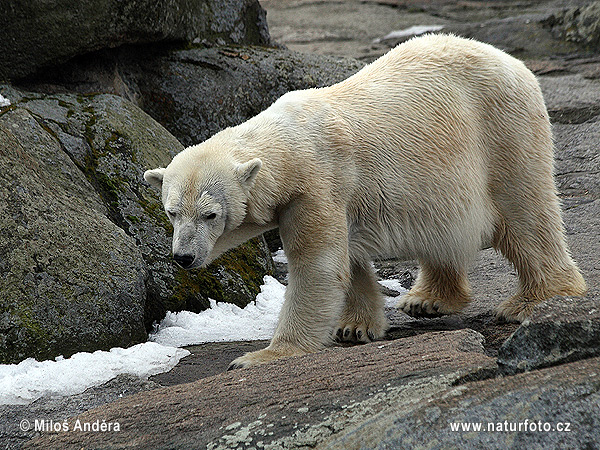 Niedźwiedź polarny