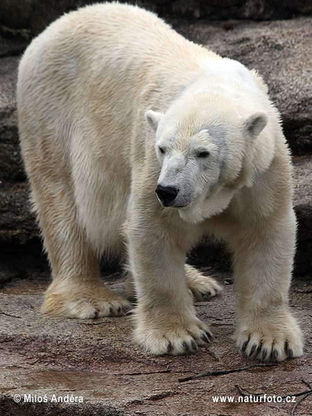 Niedźwiedź polarny