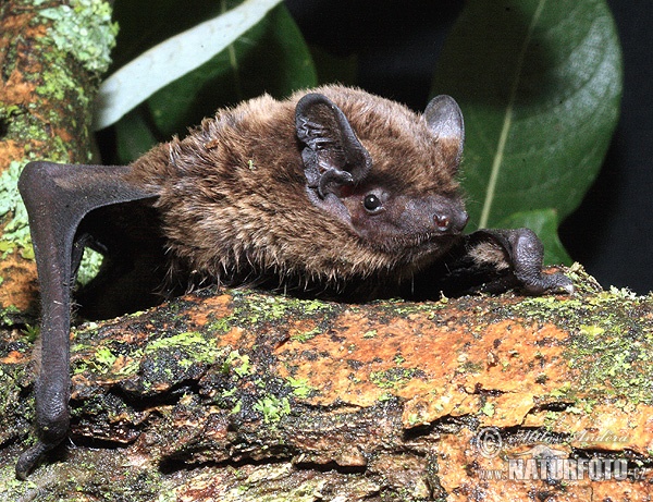 Noctule de Leisler