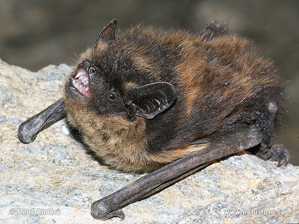 Northern Bat (Eptesicus nilssoni)