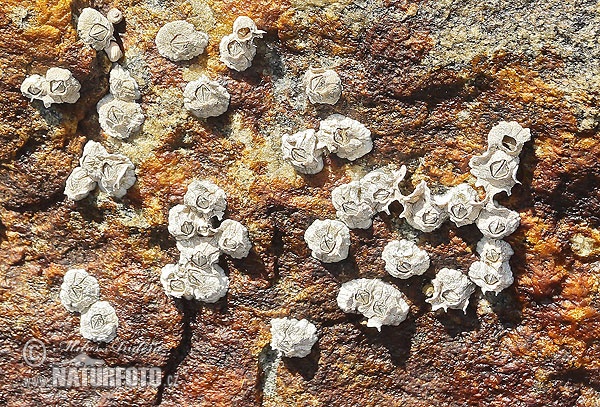 Northern rock barnacle, Acorn barnacle (Semibalanus balanoides)