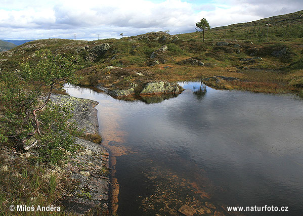 Norveška